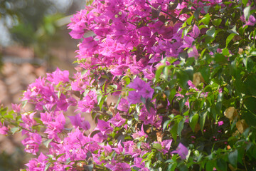 Fototapeta premium Close-up of bougainvilleas blooming outdoors