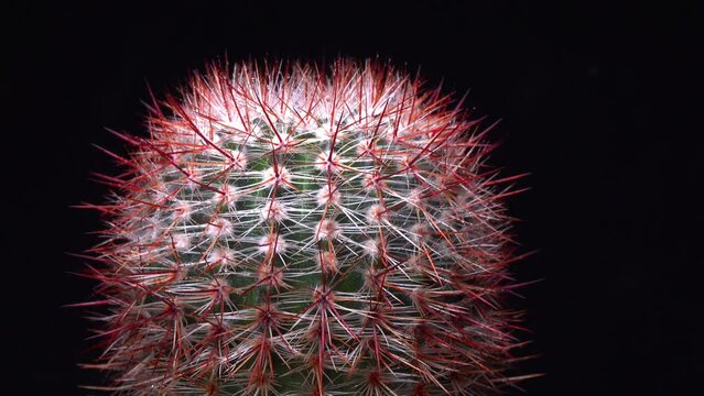 Notocactus (Parodia) rutilans - round cactus with red spines in the botanical collection