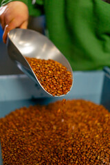 close-up at a coffee roasting factory worker scoops coffee with a shovel