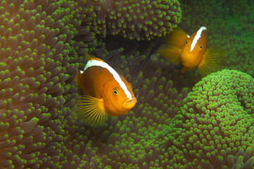 Anemonenfische sind immer neugierig. Orange Anemonenfische in kräftig grüner Anemone im...