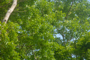 View from above of the back garden with beautiful potted ornamental flower plants for home decoration