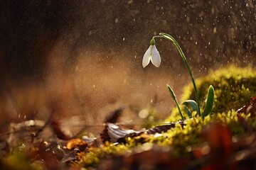 Spring colorful background with flower - plant. Beautiful nature in spring time. Snowdrop (Galanthus nivalis). Rain at sunset in the forest. - obrazy, fototapety, plakaty