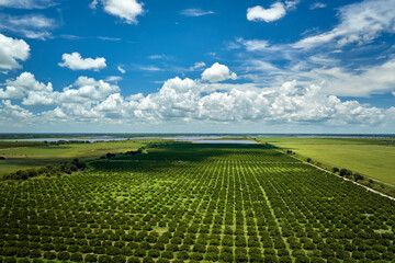 Citrus grove farmlands with rows of orange trees growing in rural Florida on a sunny day