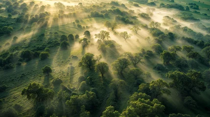 Afwasbaar Fotobehang Mistige ochtendstond vue aérienne d'un paysage au petit matin recouvert d'un brouillard entre les arbres à moitié recouvert
