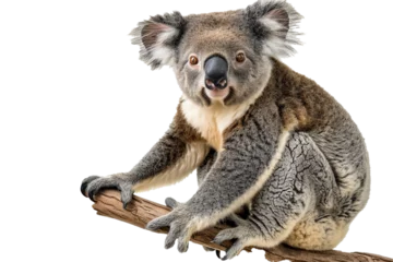 Zelfklevend Fotobehang A contented koala perched on a eucalyptus branch, looking towards the lens against a transparent background, PNG format. © Adnan Bukhari