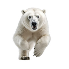 Polar bear running isolated on transparent or white background