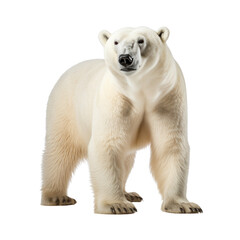 Polar bear standing isolated on transparent or white background