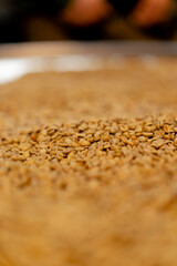 Obraz premium close-up of a coffee roasting factory selecting the best green coffee for roasting