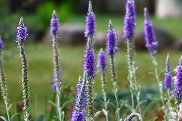Blue graceful inflorescences of Veronika Alpine. A background in green tones.