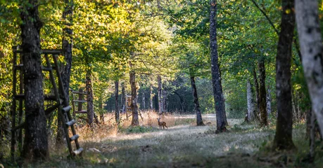 Raamstickers Deer in the forest  © Sebastien