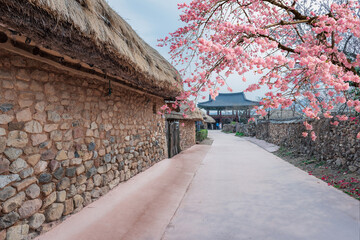 Ancient village in southern Korea, Korean traditional building with beautiful cherry blossom during Spring season. - 744012208