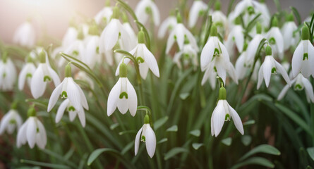Snowdrop flowers blooming in winter and spring, sunlight shinning through the blossoms and leaves,...