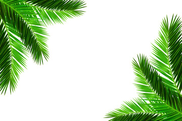 Fototapeta na wymiar Decorative palm branches isolated on white background. Evergreen tropical plants. Natural palm tree leaves over transparent background. PNG file. Summer design element