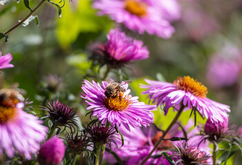 Obraz premium pink flowers of the aster close up. Aster Dumosus
