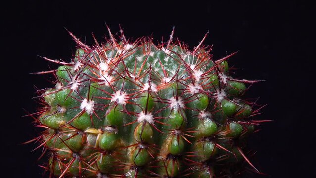Notocactus (Parodia) sp. - round cactus with red spines in the botanical collection