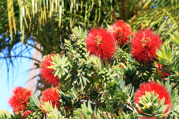 Hot red flowers of dwarf Callistemon, also known as Bottlebrush or Little John plant in spring, close up