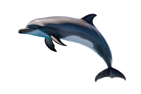 a high quality stock photograph of a single jumping happy dolphin isolated on a white background