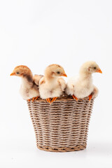 Cute little chicken isolated on white background, easter concept.	