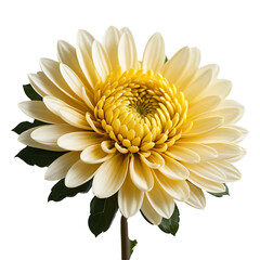 Chrysanthemum image isolated on a transparent background PNG photo
