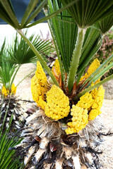 Agave inflorescence coloring in yellow streets of city of Phoenix, Arizona, in early spring, close up