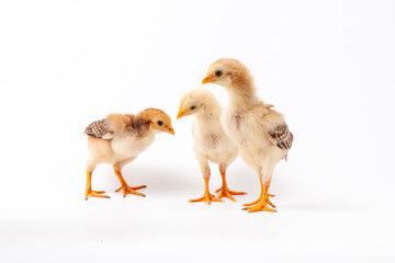Cute little chicken isolated on white background, easter concept.	