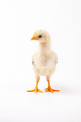 Cute little chicken isolated on white background, easter concept.	