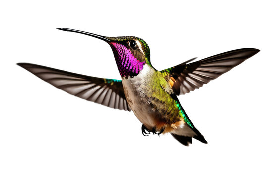 a high quality stock photograph of a single flying happy hummingbird isolated on a white background