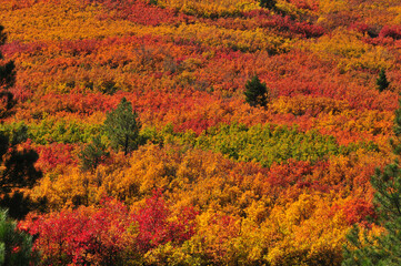 Autumn colors on the hills near Durango, San Juan Mountains, southwest Colorado, USA. - obrazy, fototapety, plakaty