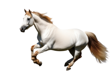 a high quality stock photograph of a single jumping happy pony isolated on a white background