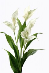 Fototapeta na wymiar White flowers in a simple vase, suitable for home decor