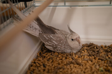 Beautiful photo of a bird. Ornithology.Funny parrot.Cockatiel parrot.
Home pet yellow...