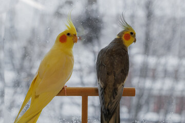 Beautiful photo of a bird. Ornithology.Funny parrot.Cockatiel parrot.
Home pet yellow...
