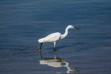 egret walking in blue lake