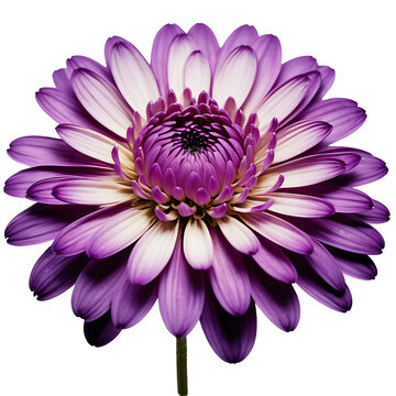 Chrysanthemum image isolated on a transparent background PNG photo