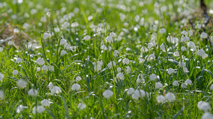 Snowdrops panorama 