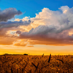 Atardecer en campo de trigo.