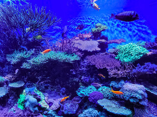 Beautiful coral reef aquarium filled with colorful corals and tropical fish swimming in the warm water.