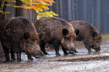 Drei Wildschweine im Herbstwald