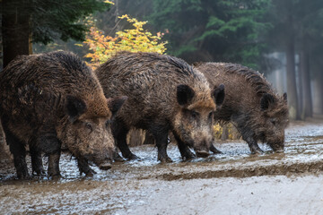 3 Wildschweine im Herbstwald
