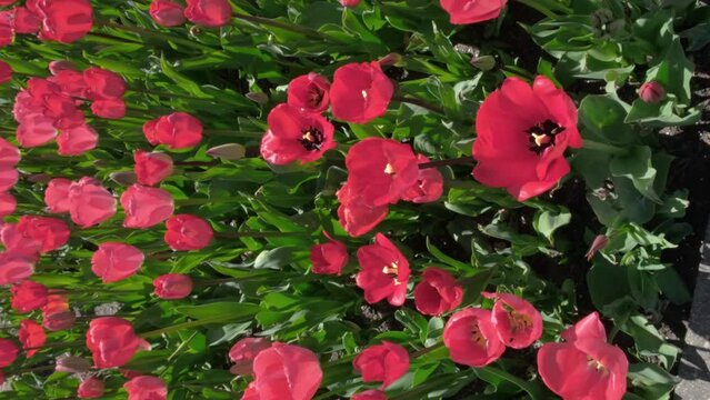 There are a lot of red tulips in the flower bed in spring, on a sunny day. High quality 4k footage