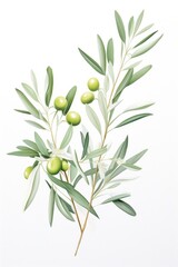 A branch of olives with green leaves, suitable for various design projects