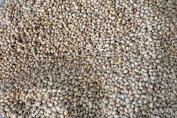 Phaseolus vulgaris is scientific name of Pinto Bean legume. Also known as Frijol Pinto and Feijao Carioca.
