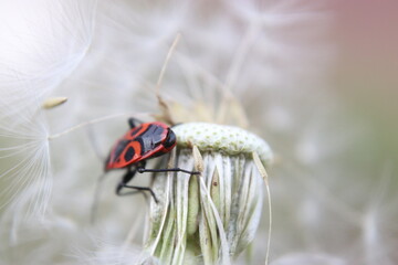Macro Close-Up of Dandelion Seed Head and the bug