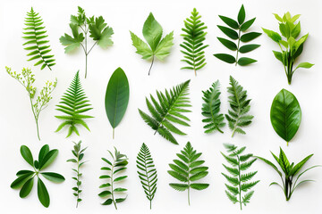 Assorted green elements isolated on a white setting