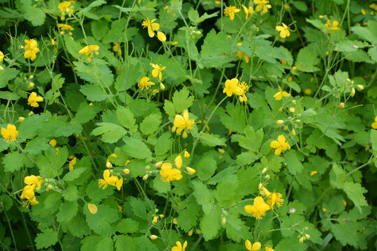 Flowering Chelidonium majus