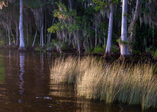 Shoreline of Florida&rsquo;s St. Johns River in the morning