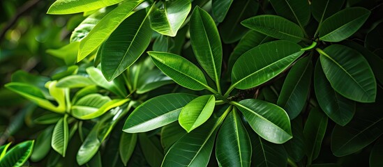 An abstract close-up shot of the vibrant, lush green leaves of a plumeria rubria tree.