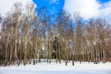 Tuinposter Birch grove on a snow-covered slope on a winter day © PhotoChur