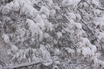 tree in the park with snow.