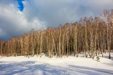 Zelfklevend Fotobehang Birch grove on a snow-covered slope on a winter day © PhotoChur